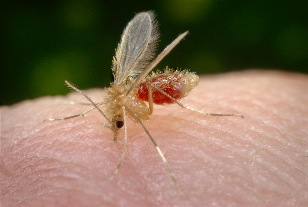 Image: A female sandfly inserts her proboscis into human tissue. Sandflies are vectors for parasites of the leishmania genus which cause the spectrum of diseases known as the leishamaniases. The University of York is at the forefront of research into new drugs and vaccines for these chronic diseases which threaten public health in 88 countries around the globe.
